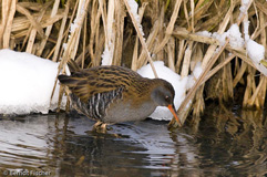 Wasserralle  - Zum Vergroessern klicken!
